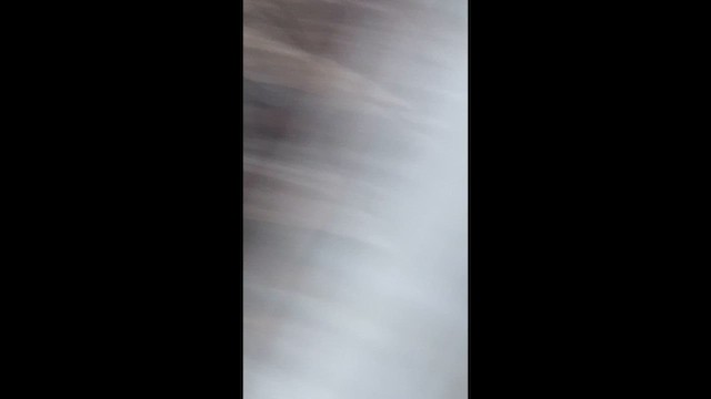 hvithodehavørn - ML648861423