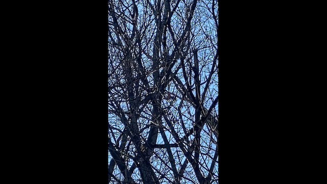 dunspett - ML648861438