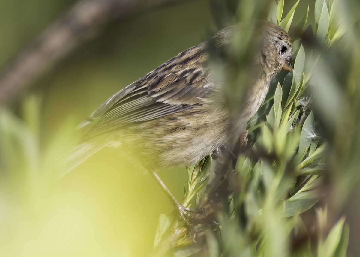 Plain-colored Seedeater - ML648861462