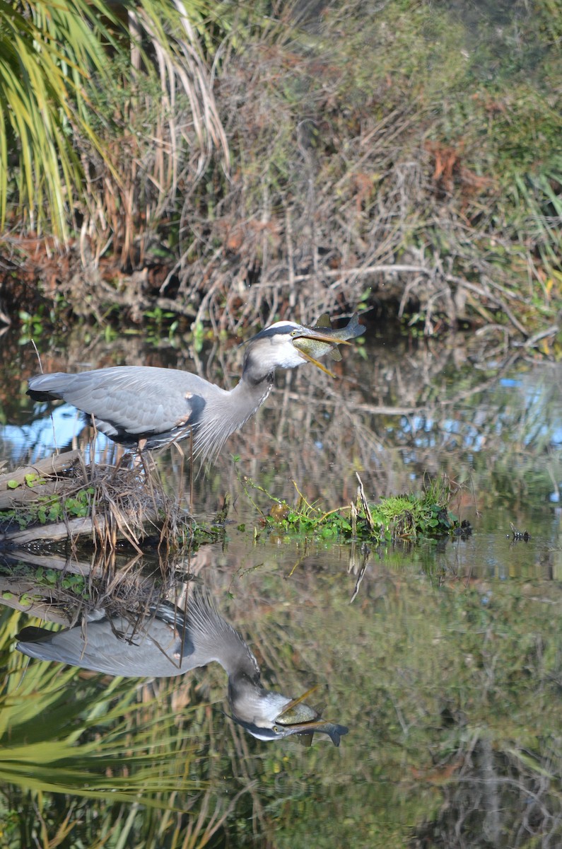 Great Blue Heron - Alicia Barnes