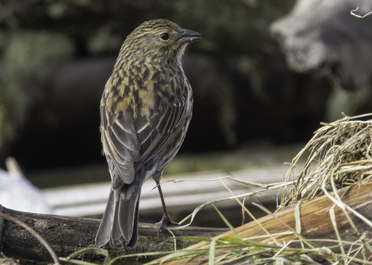 Plumbeous Sierra Finch - ML648861618