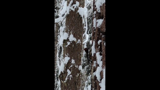 rødbrystsevjespett - ML648861774