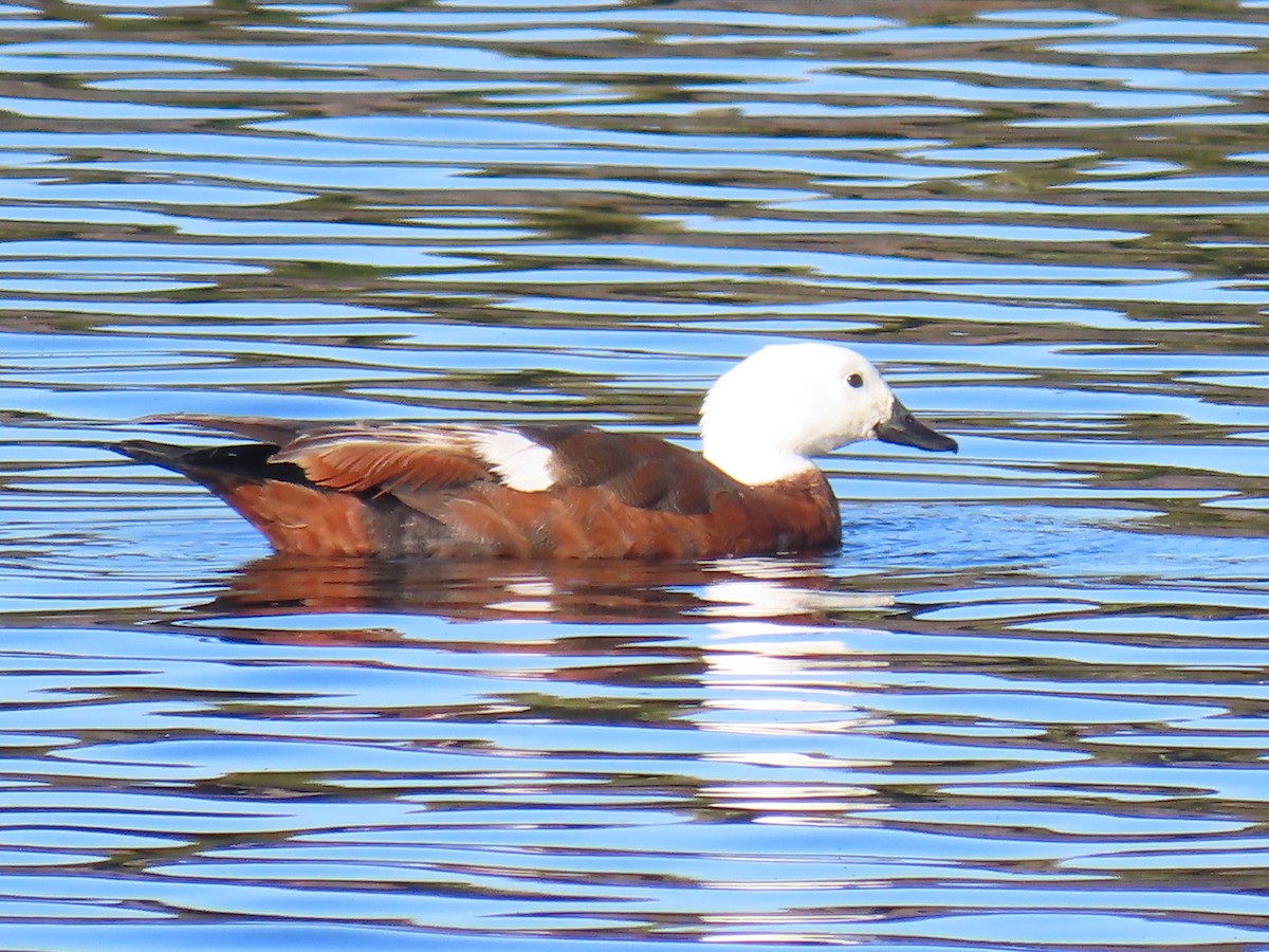 Paradise Shelduck - ML648861844