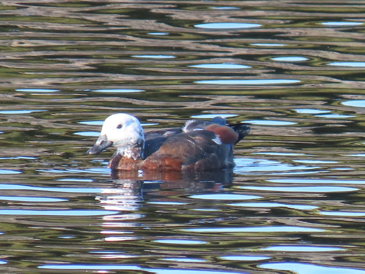 Paradise Shelduck - ML648861856