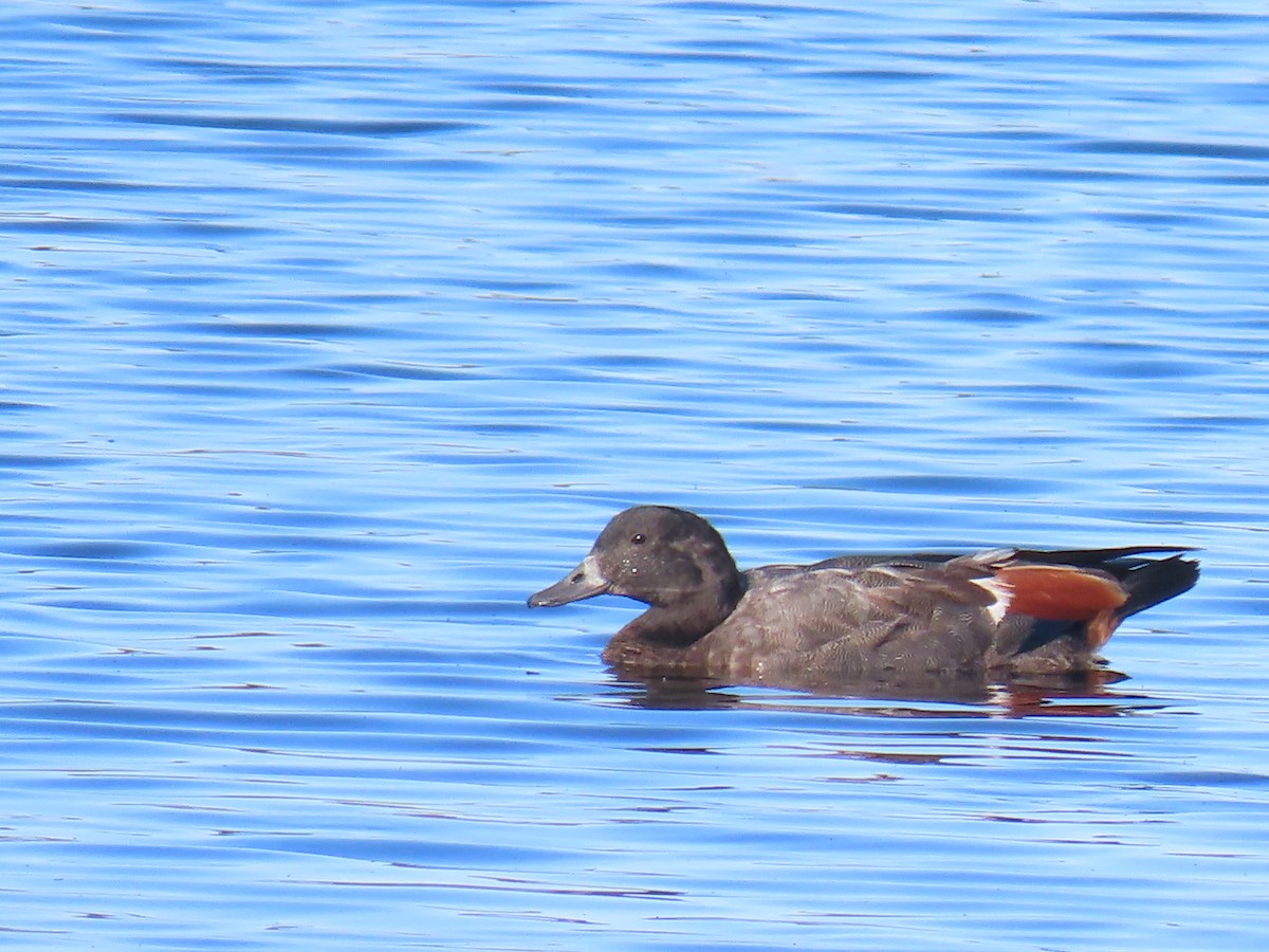 Paradise Shelduck - ML648861902