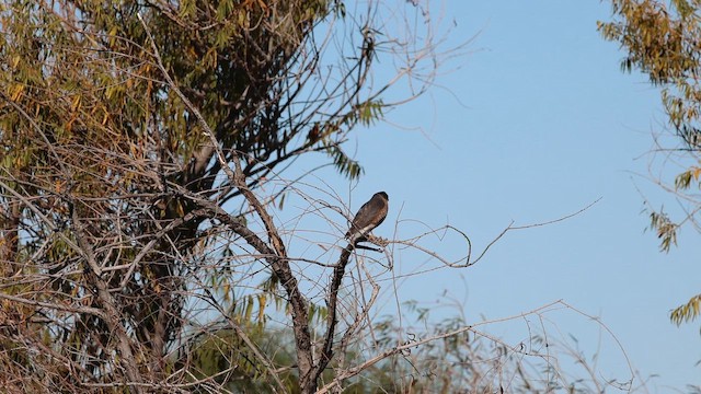 parulahauk - ML648861934