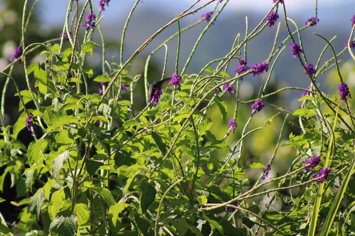 ruststjertkolibri - ML648862084