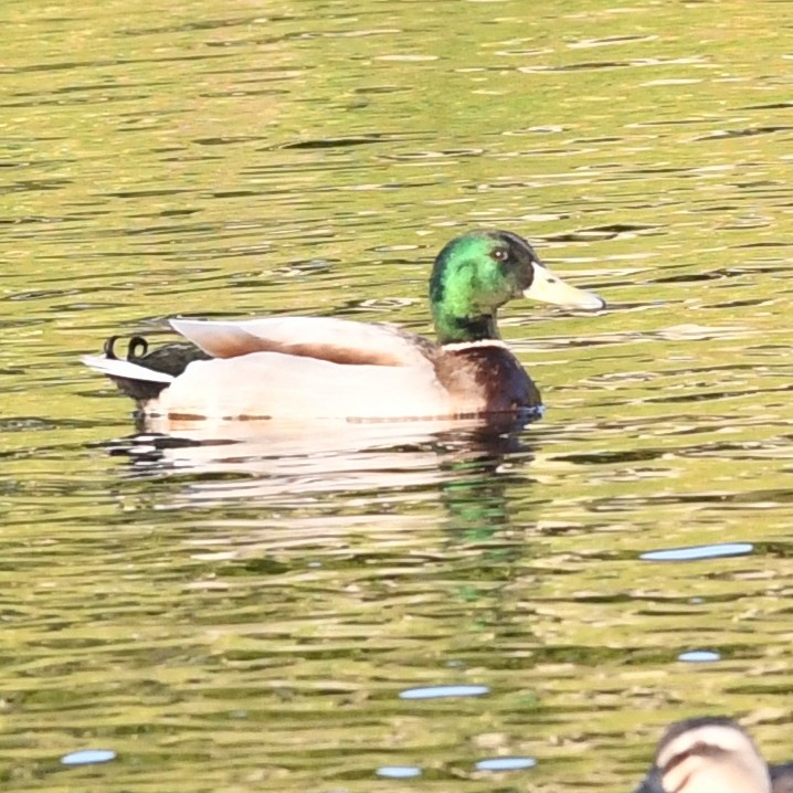 stokkand - ML648862124