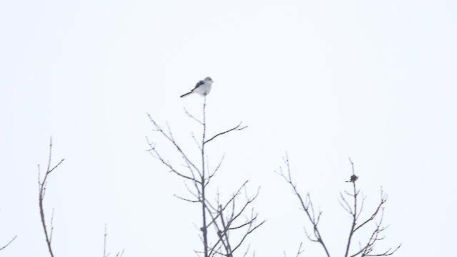 borealvarsler - ML648862138