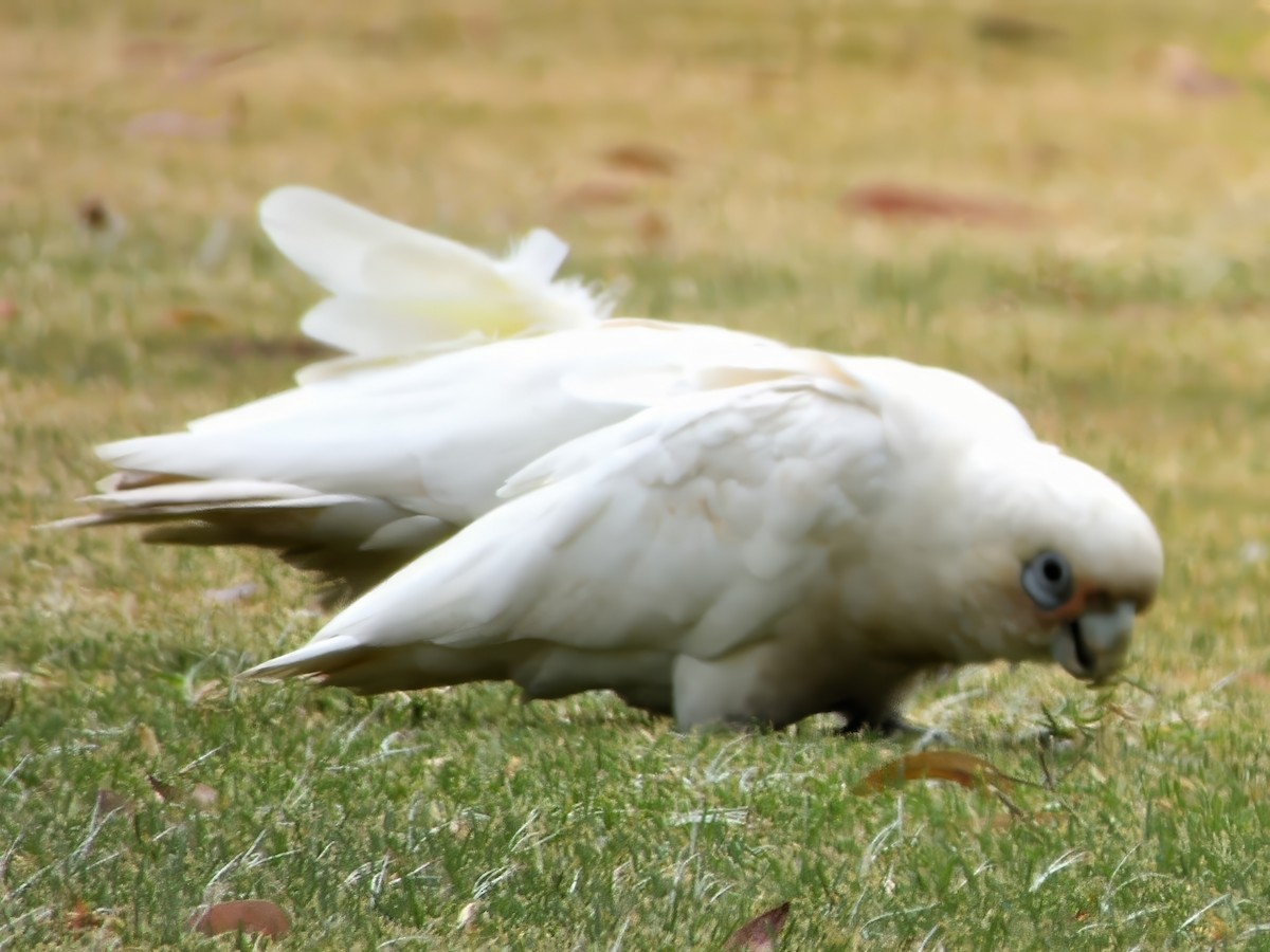korellakakadu - ML648862139