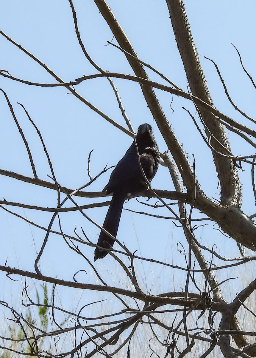 furenebbani - ML648862140