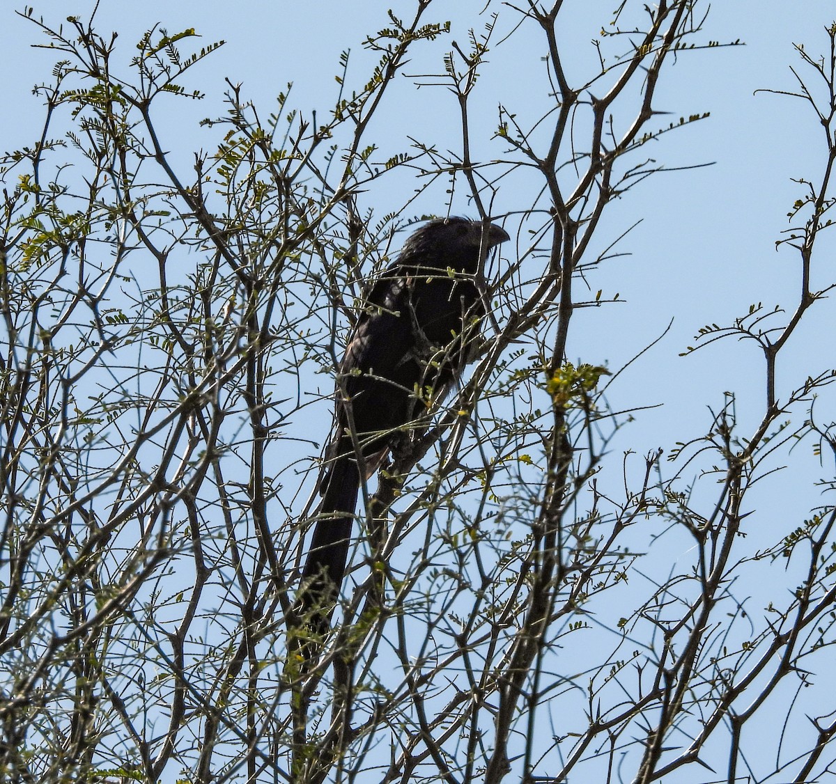 furenebbani - ML648862141