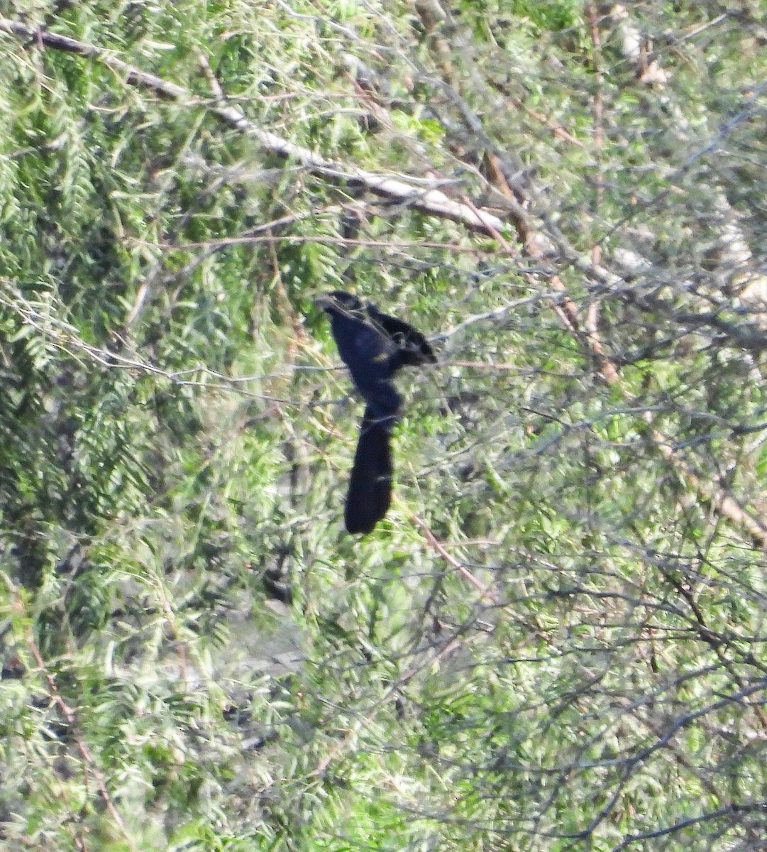 furenebbani - ML648862142