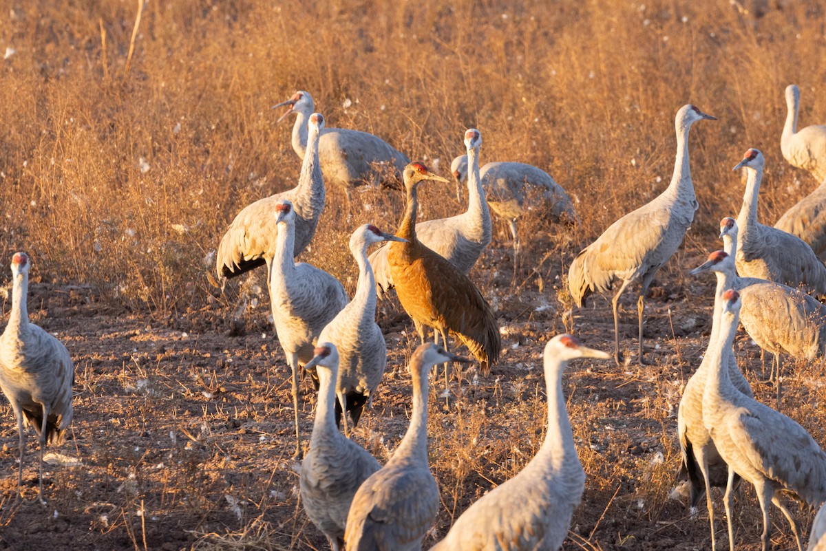 Sandhill Crane - Nancy Davis
