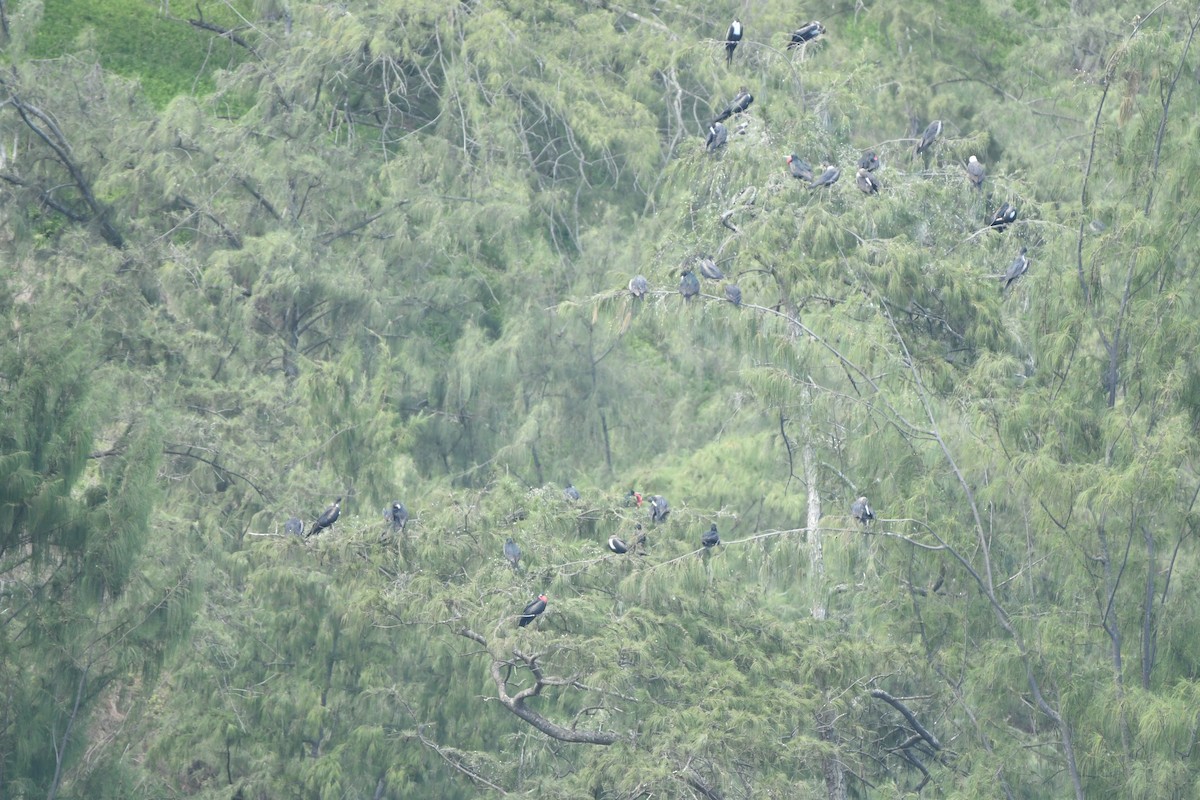 storfregattfugl - ML648862148