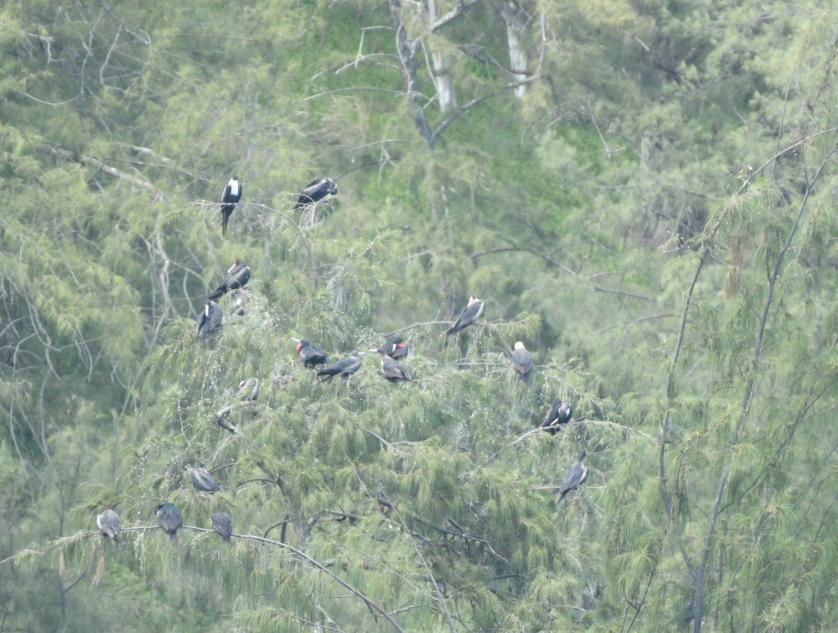 storfregattfugl - ML648862152