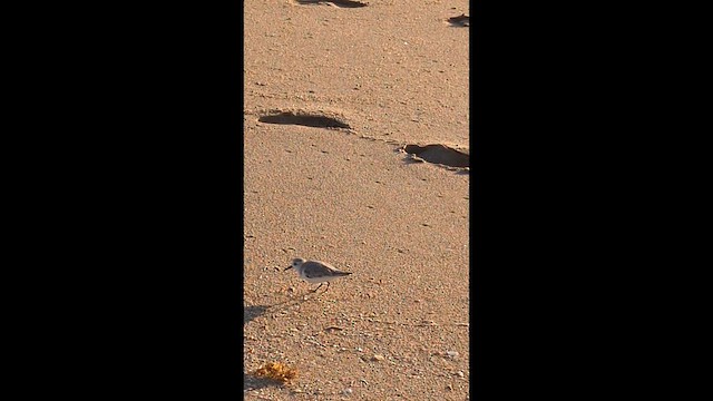 sandløper - ML648862168