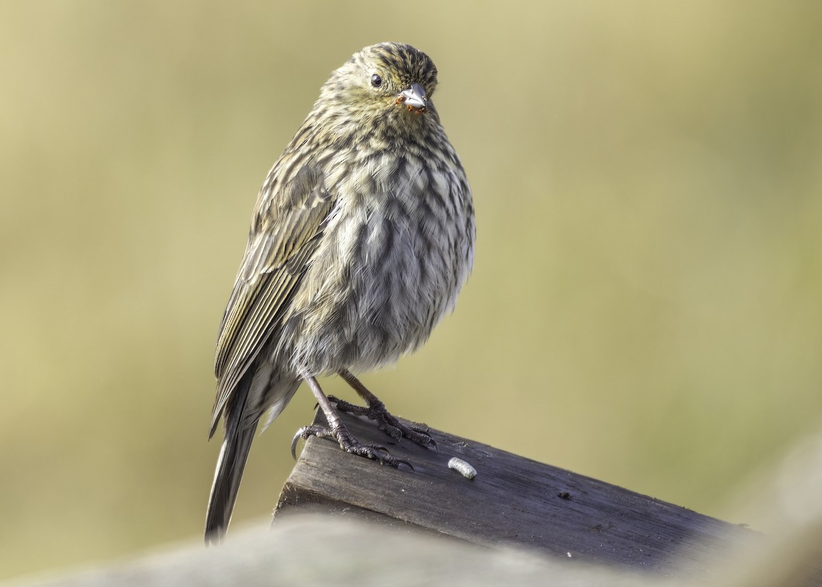 Plumbeous Sierra Finch - ML648862171