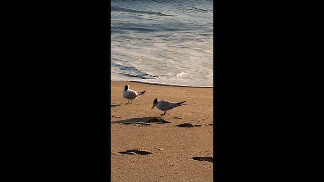 kongeterne - ML648862203