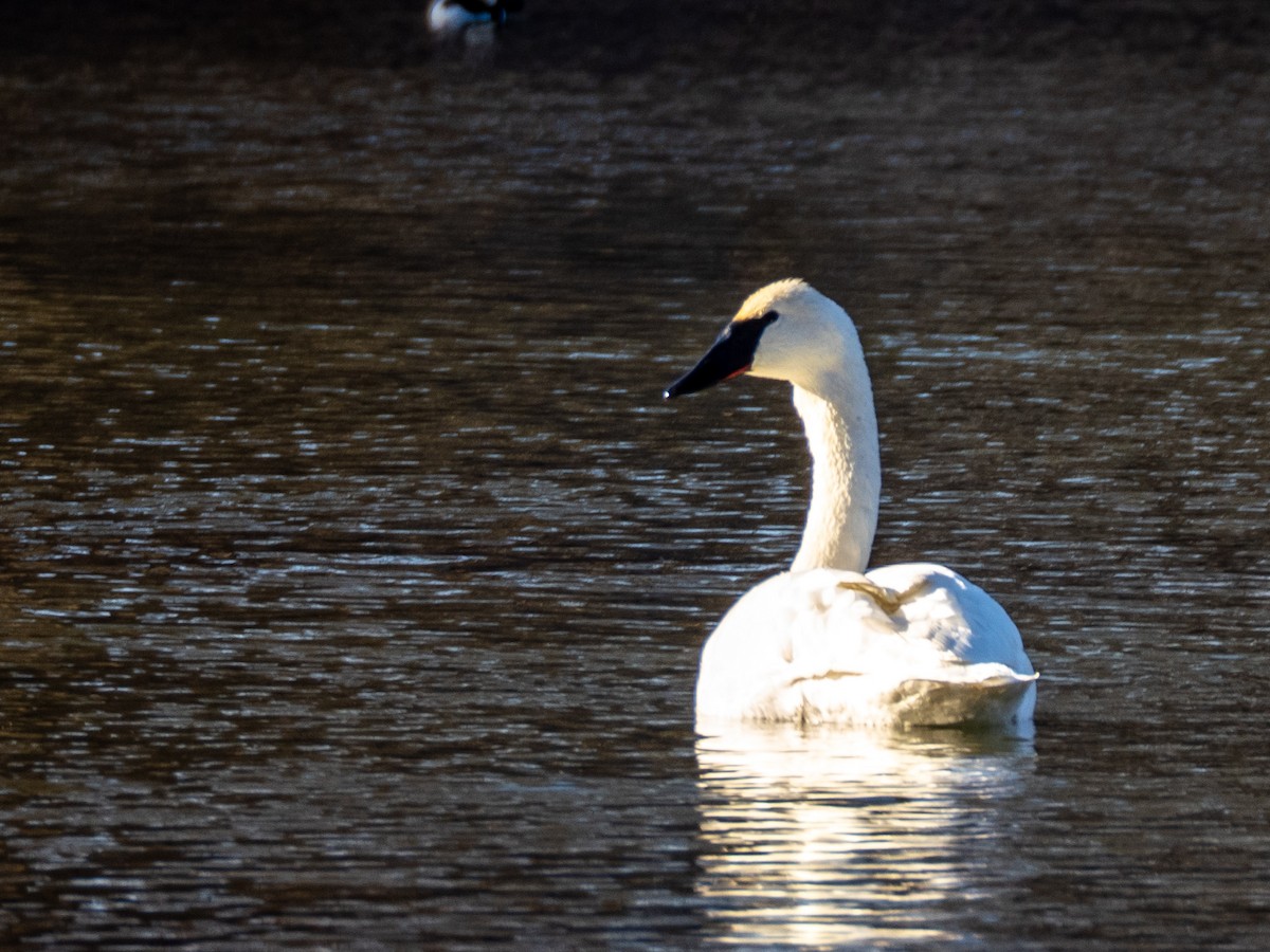 Лебідь-трубач - ML648862235