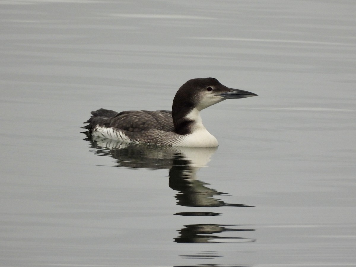 צוללן צפוני - ML648862272