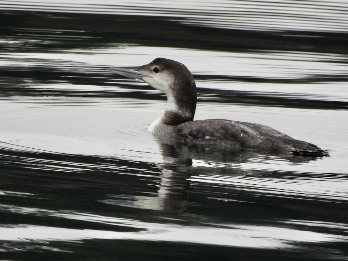 צוללן צפוני - ML648862273