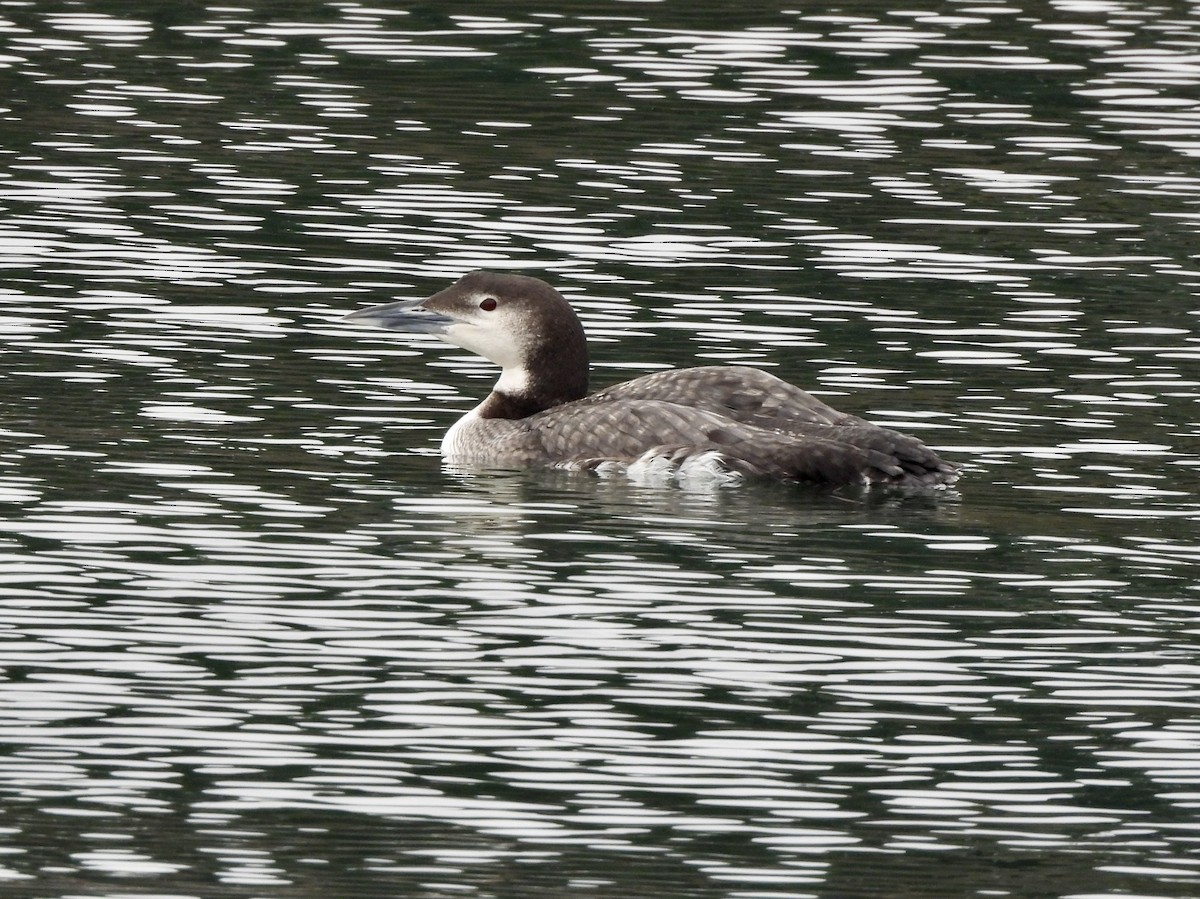 צוללן צפוני - ML648862274