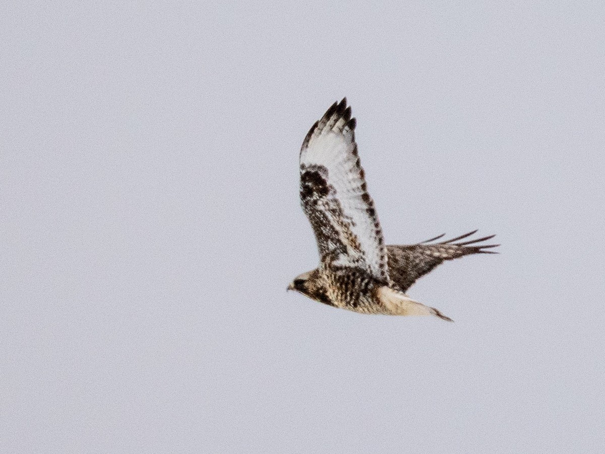 Busardo Calzado - ML648862312