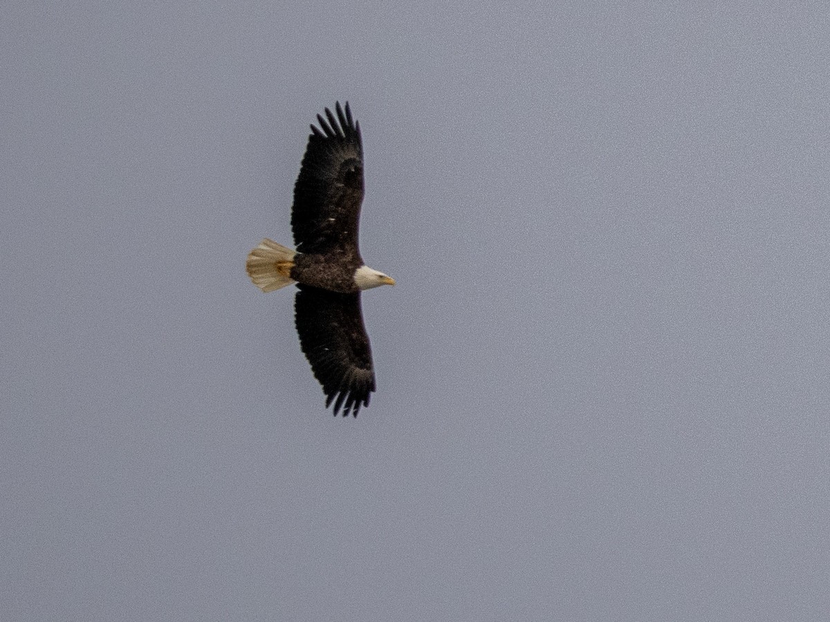 Pigargo Americano - ML648862346