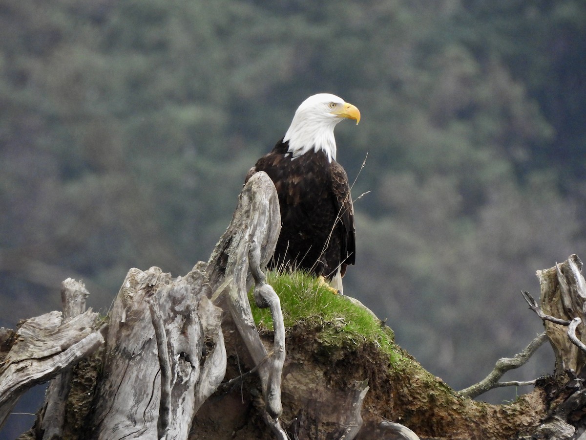 עיטם לבן-ראש - ML648862468