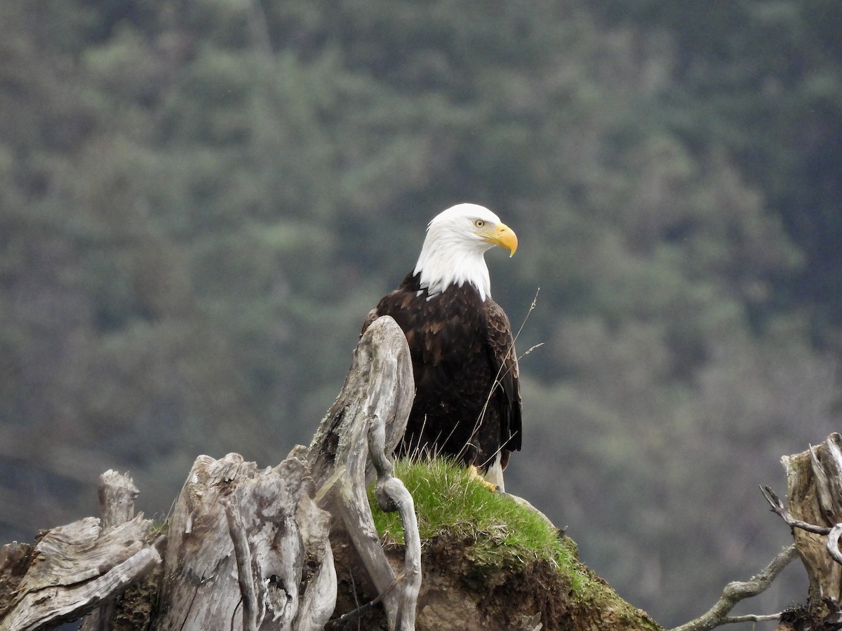 עיטם לבן-ראש - ML648862469