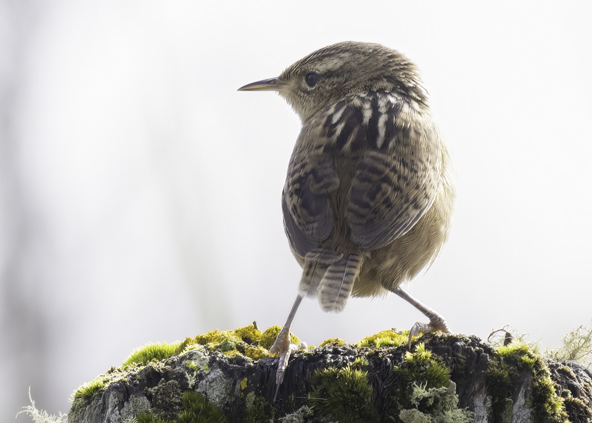 Grass Wren - ML648862610