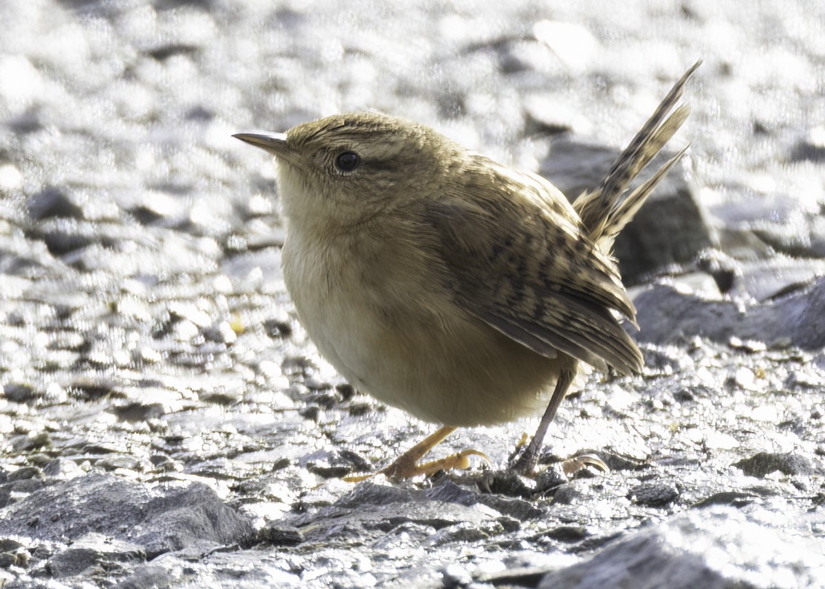 Grass Wren - ML648862611