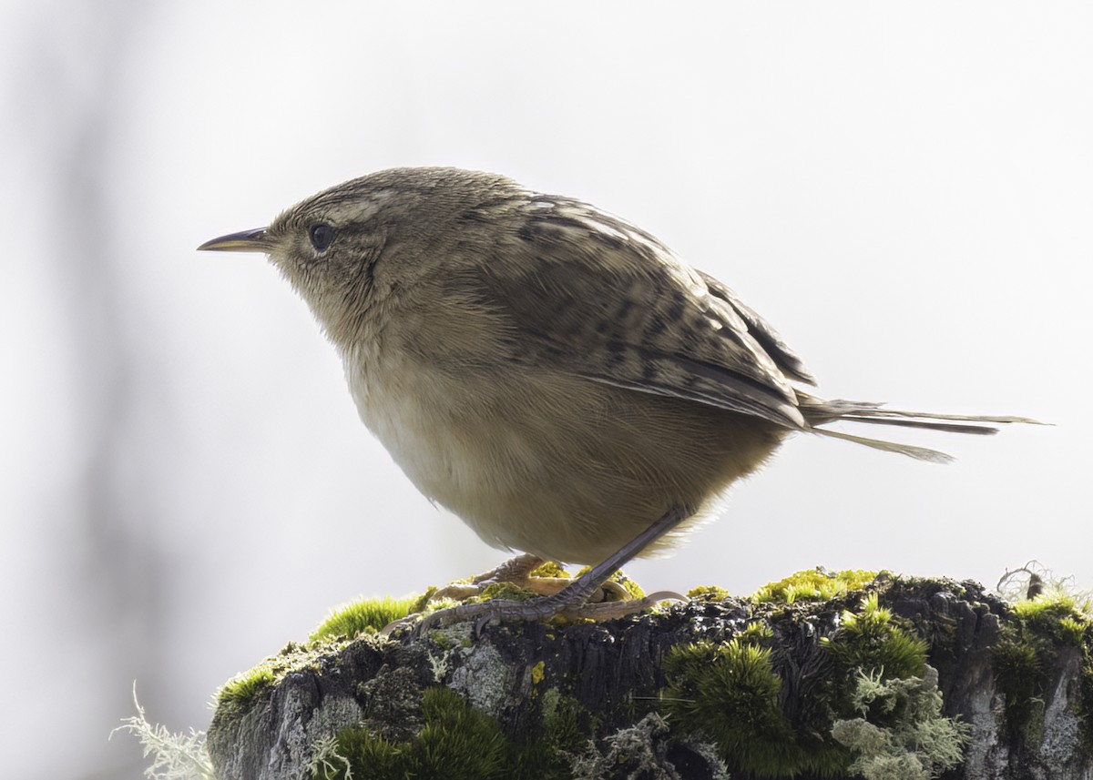 Grass Wren - ML648862625