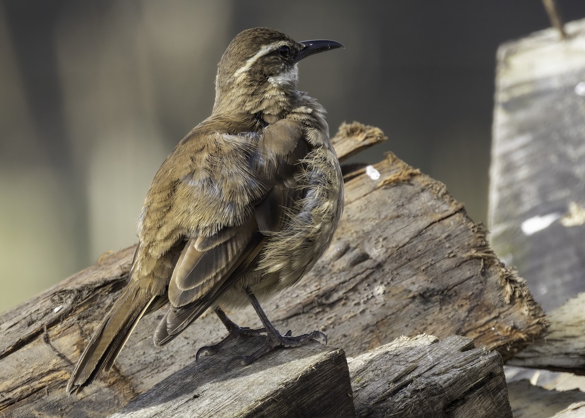 Stout-billed Cinclodes - ML648862791