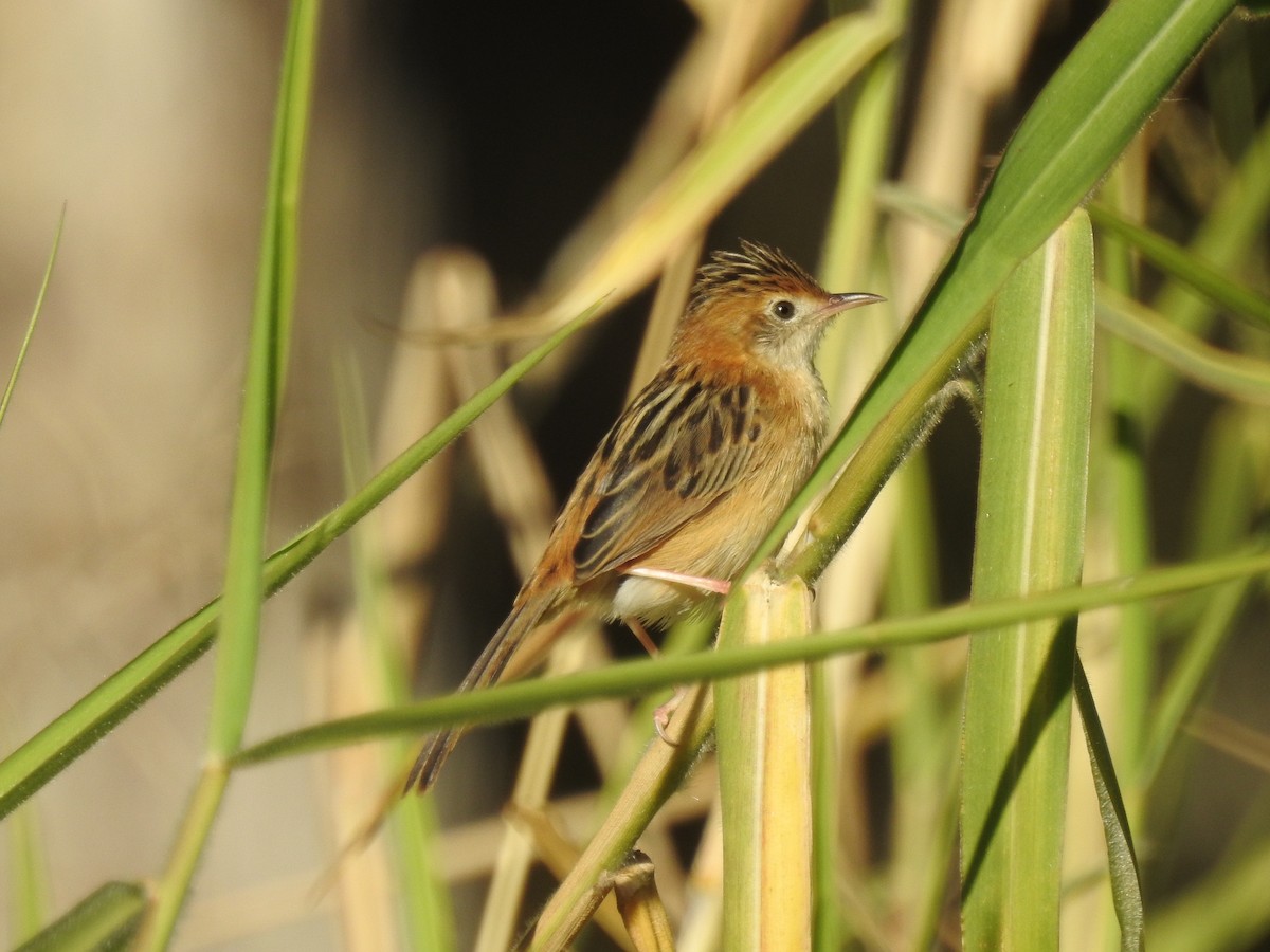 Golden-headed Cisticola - ML64886281