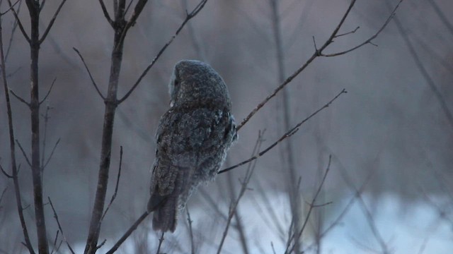 lappugle - ML648862863