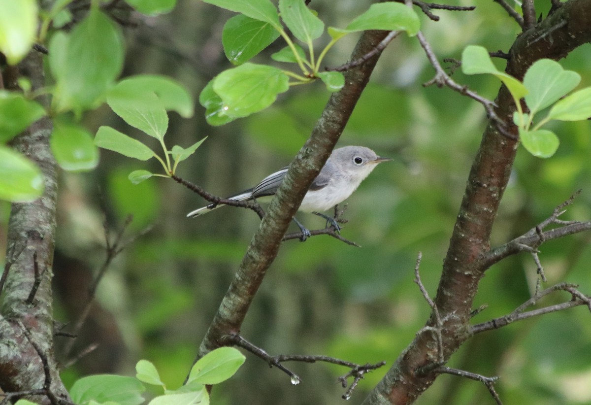 Blue-gray Gnatcatcher - ML64886291