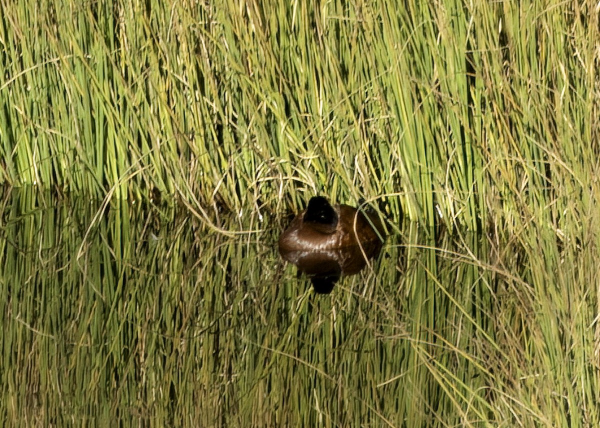 Andean Duck - ML648862925