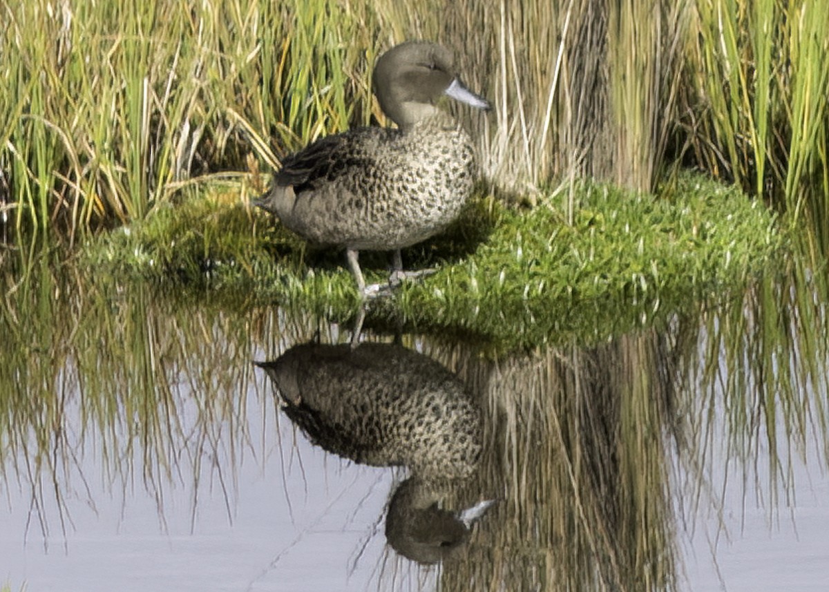 Andean Teal - ML648863293