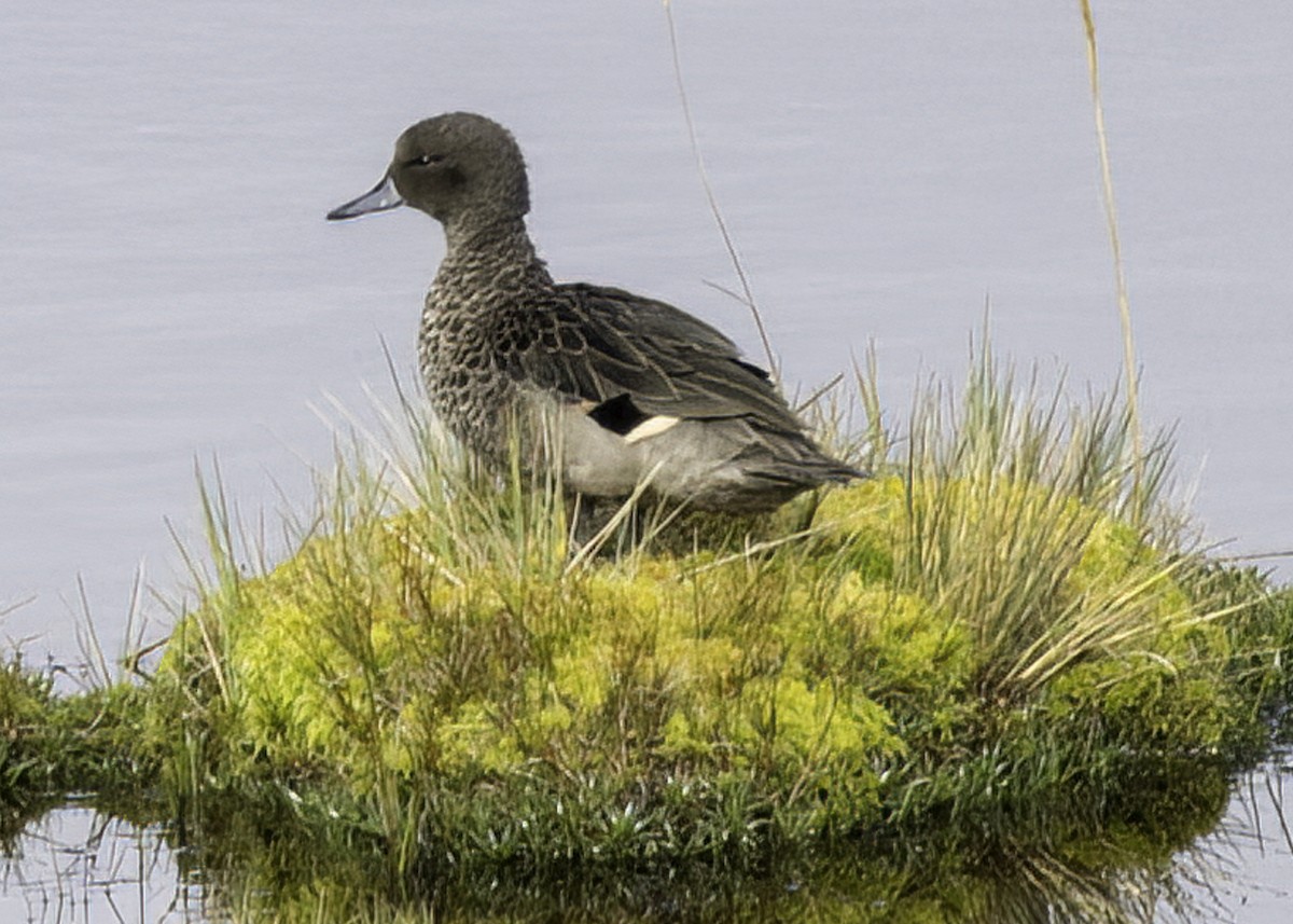 Andean Teal - ML648863298