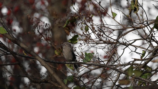 gråsolitærtrost - ML648863452