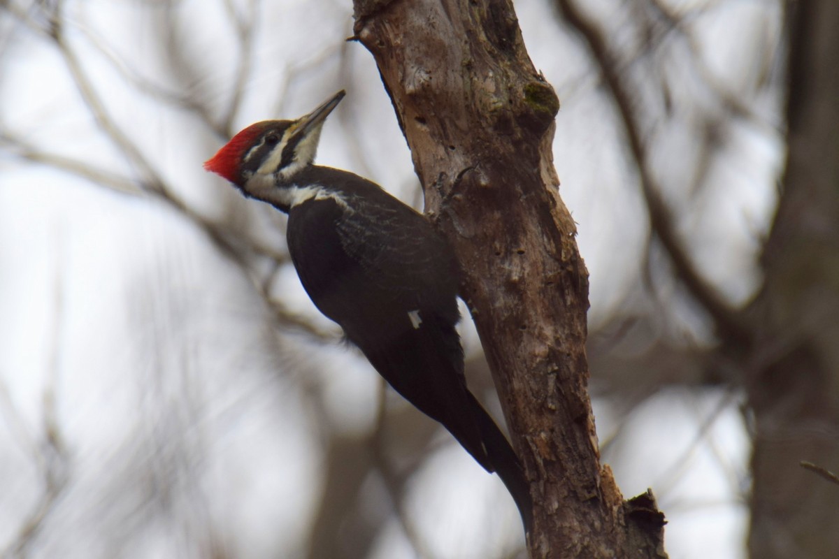 Picamaderos Norteamericano - ML648863658