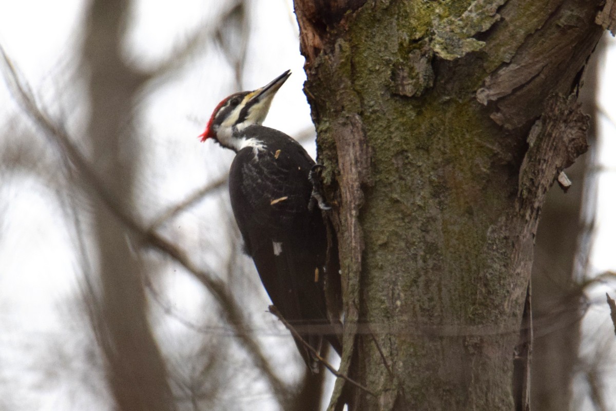 Picamaderos Norteamericano - ML648863659