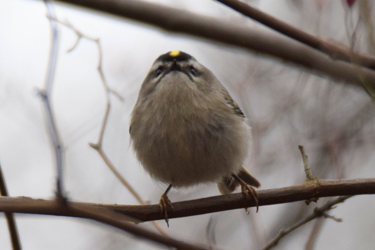 Reyezuelo Sátrapa - ML648863671