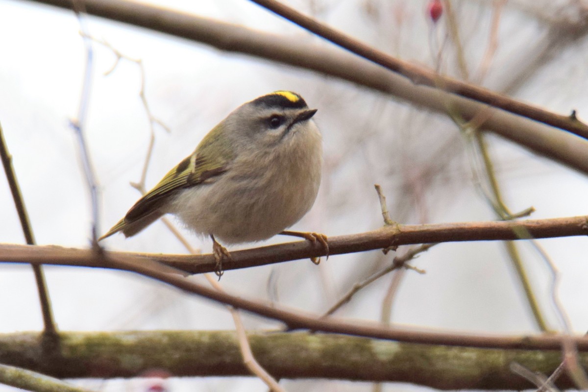 Reyezuelo Sátrapa - ML648863672