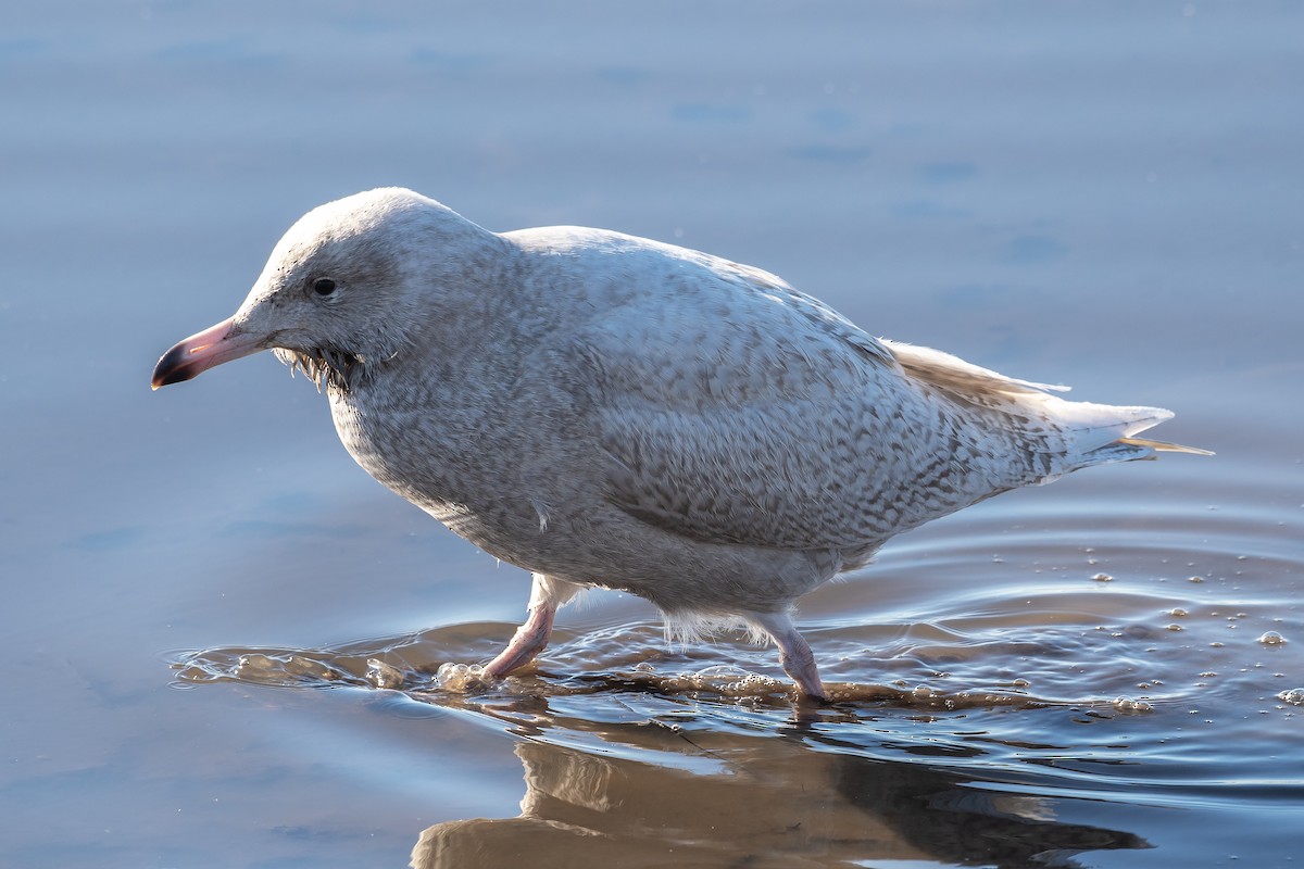 Kutup Martısı - ML648863786