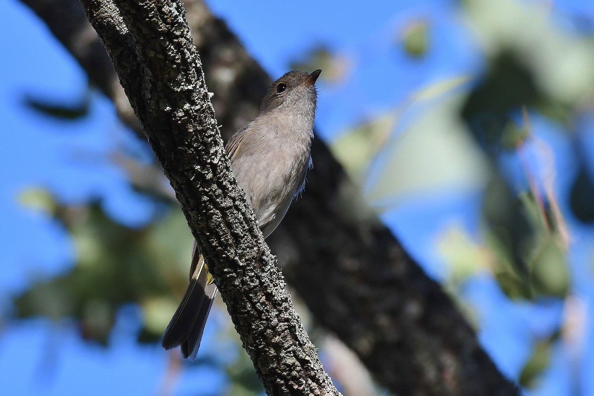 Golden Whistler - ML64886381