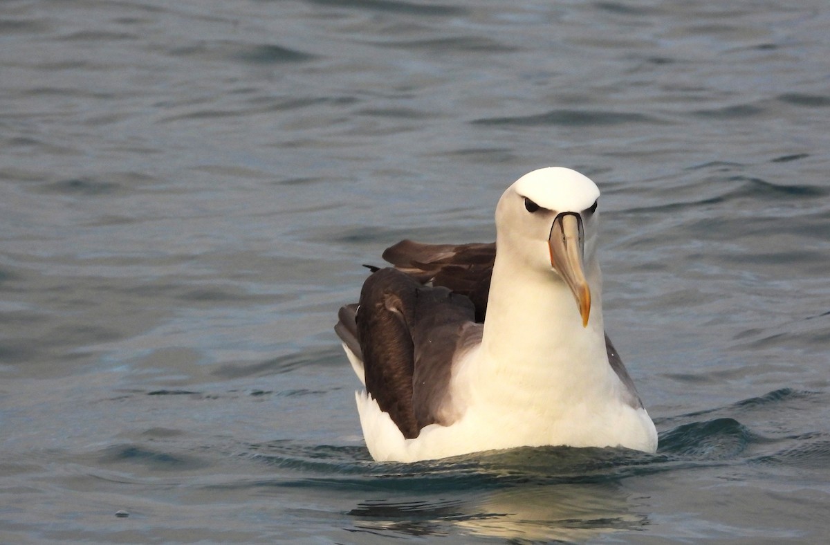 White-capped Albatross - ML648863846