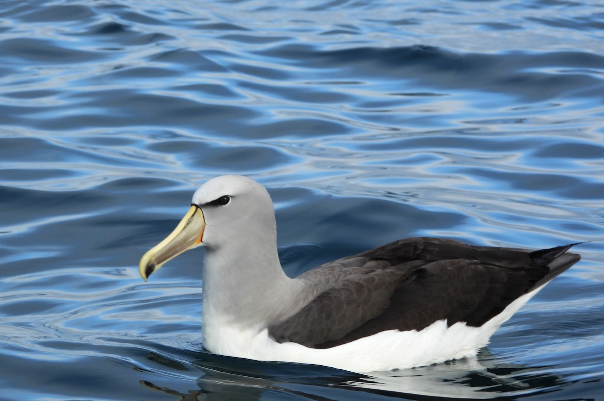 Salvin's Albatross - ML648863855